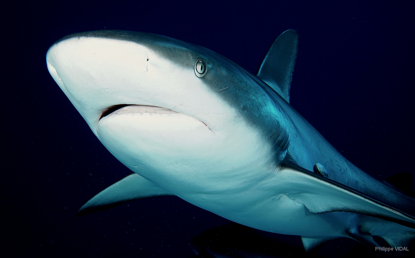 MediaEarth - Bahamas 2017 - DSC02427_rc - Caribbean reef shark - Requin gris des caraibes - Carcharhinus perezi.jpg